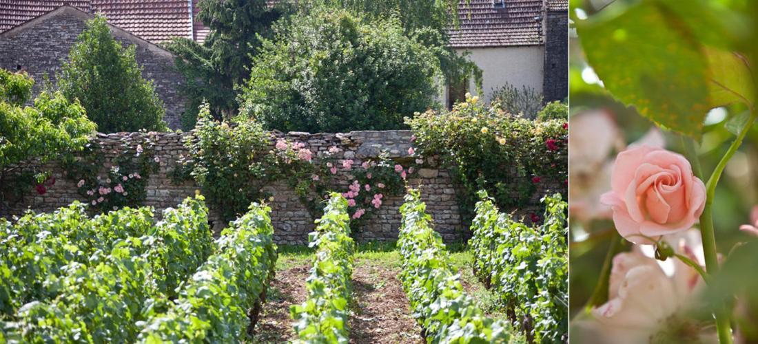 Domaine Violot-Guillemard Bed & Breakfast Помар Екстериор снимка